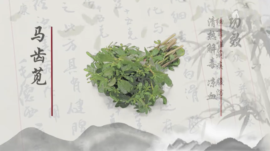 跟著名醫(yī)認(rèn)中藥——馬齒莧