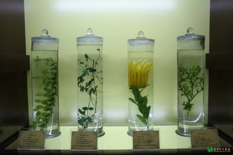 12水浸植物標(biāo)本.